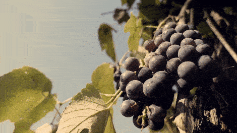 сбор урожая