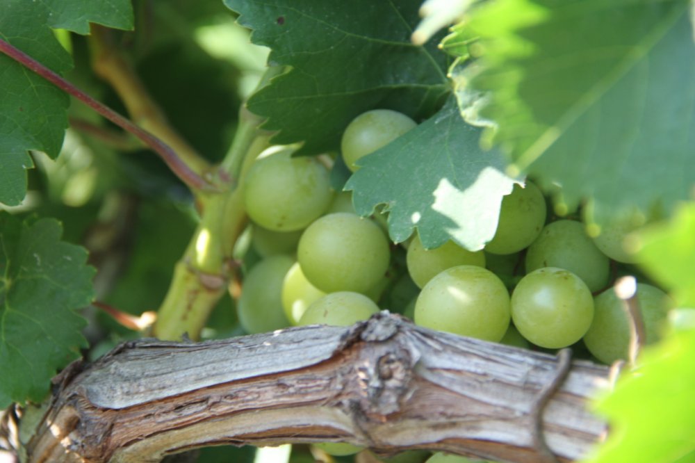 «Массандра» обучает юных «артековцев» основам виноградарства
