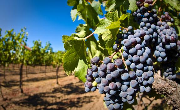 Виноградари и виноделы Крыма создали СРО