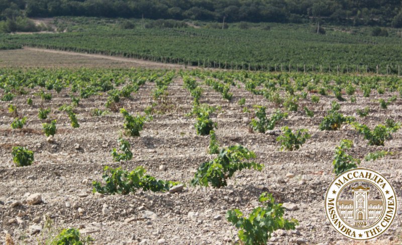 «Массандра» восстанавливает работу с европейскими виноградными питомниками