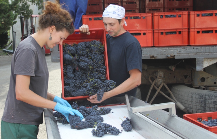 «Массандра» зовет трудовые отряды туристов на уборку винограда