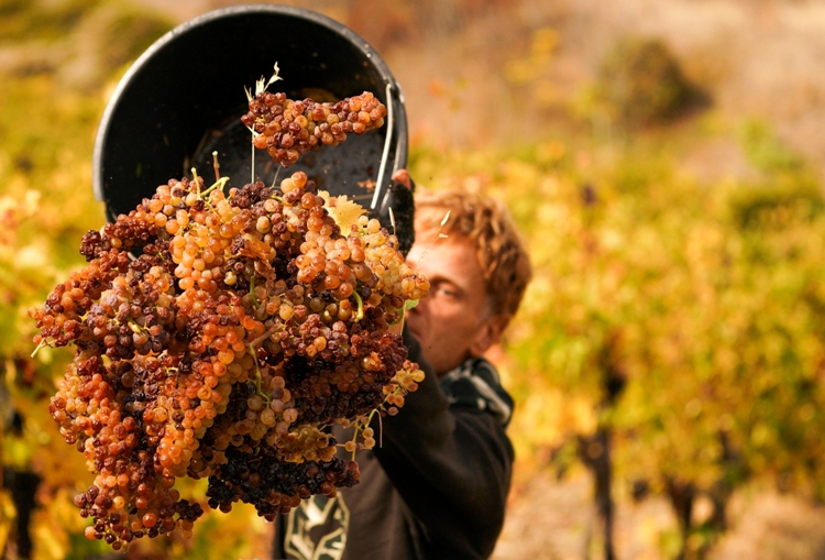 Итоги уборочной: в «Массандре» собрали на 14% больше винограда, чем в прошлом году